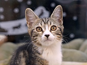 ネコの手術も安心ニャ？「宇宙発」人工血液を開発中