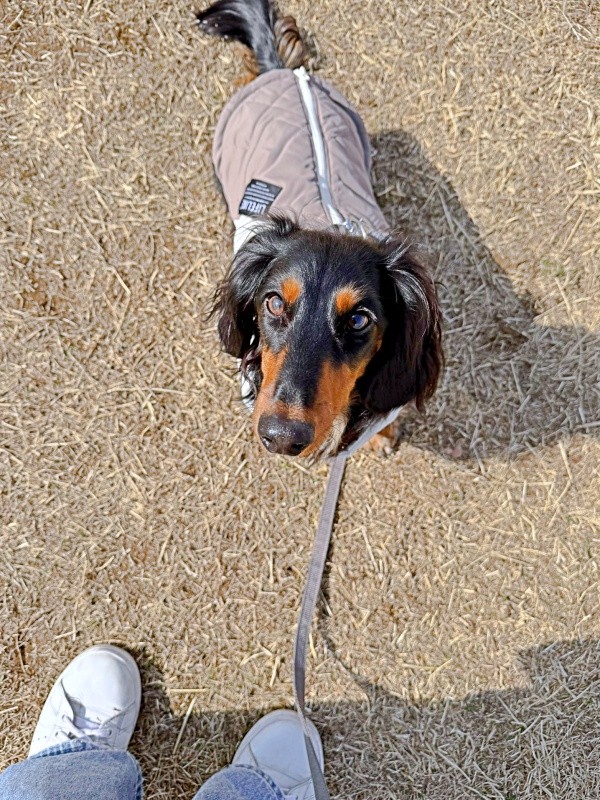 お散歩中、飼い主さんを見上げるチャコくん（画像提供：チャコの飼い主さん）