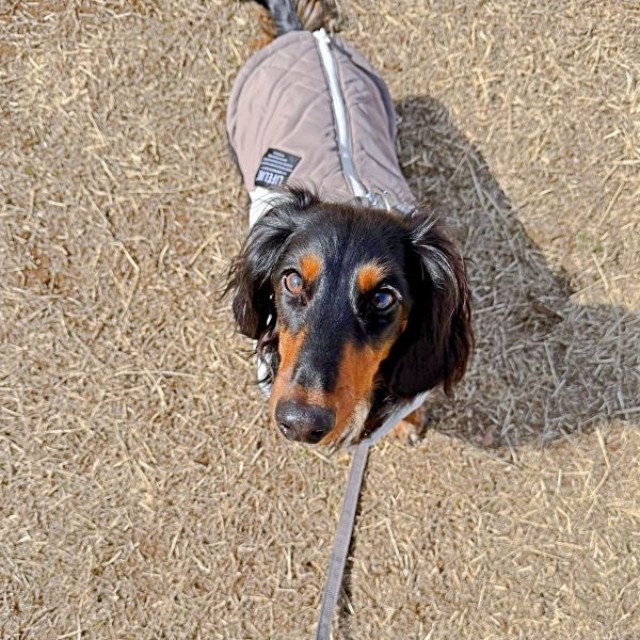 お散歩中、飼い主さんを見上げるチャコくん（画像提供：チャコの飼い主さん）
