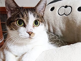 このベッド大好き　事故にあったところを保護した猫「小鉄」
