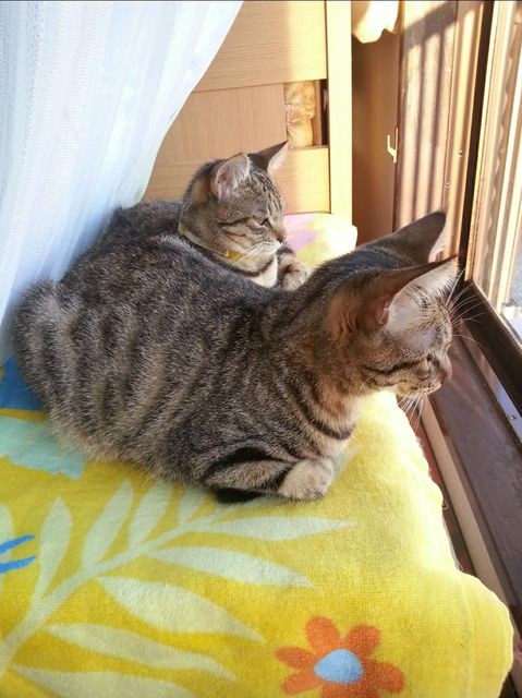 仲良く一緒にバードウォッチング