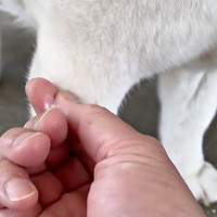 再び、柴犬まつちゃんの毛を軽く引っ張ると…（画像提供：白柴まつさん）