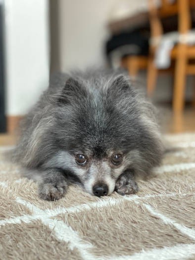 おねだり中かな？