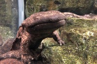 オオサンショウウオ（交雑個体）