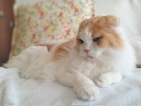 来客時にはキメ顔を披露してくれたことも