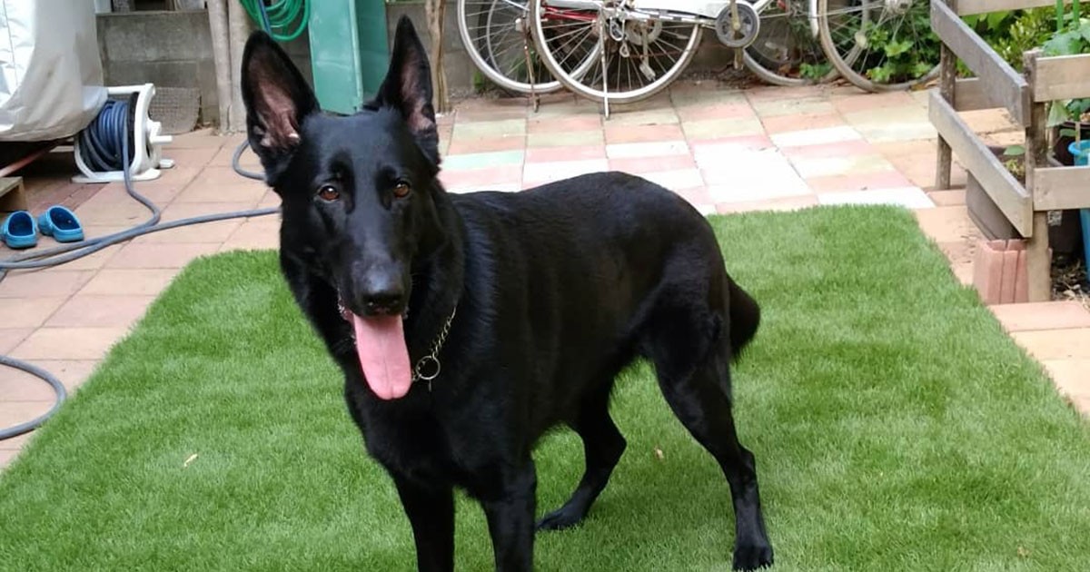 黒装束の忍者みたい ジャーマンシェパードドッグの「十兵衛」 | 「犬や