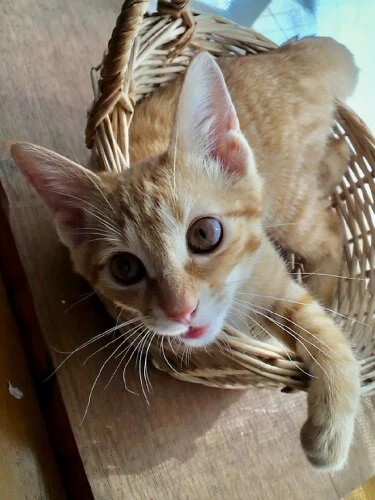 家にきたころの「チャミ」

