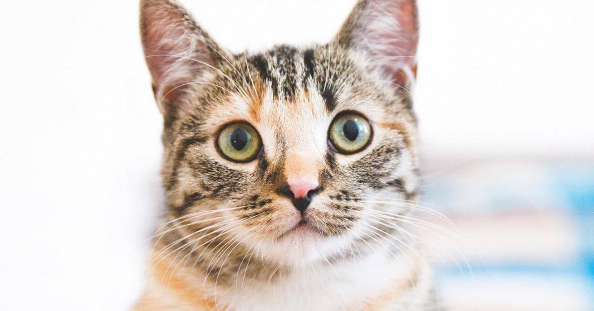 名前を呼ぶと「あん！」とお返事　ドイツ在住、鼻の模様が個性的なMIX猫「アリア」 | 「犬や猫ともっと幸せに」をコンセプトにしたWEBメディア「sippo」