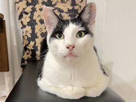 パナソニック保護犬猫譲渡会　保護ねこの家から参加予定の猫たち（８） 