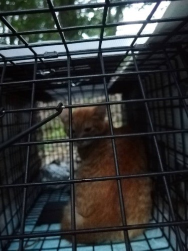 後から保護されたぷぅーの兄弟にも新たな家族が見つかった（ねこかつブログより）