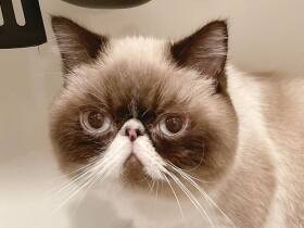 愛を叫ぶエキゾチックショートヘア「のんこ」　キッチンカウンターがお気に入り