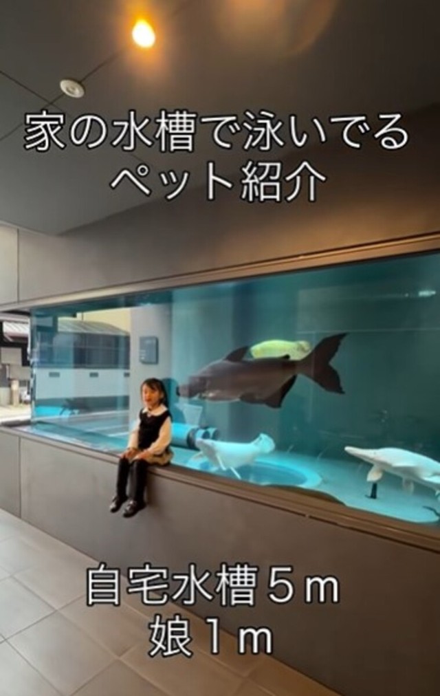 自宅がまるで水族館！？／ikkiさん（@ikki1219）提供