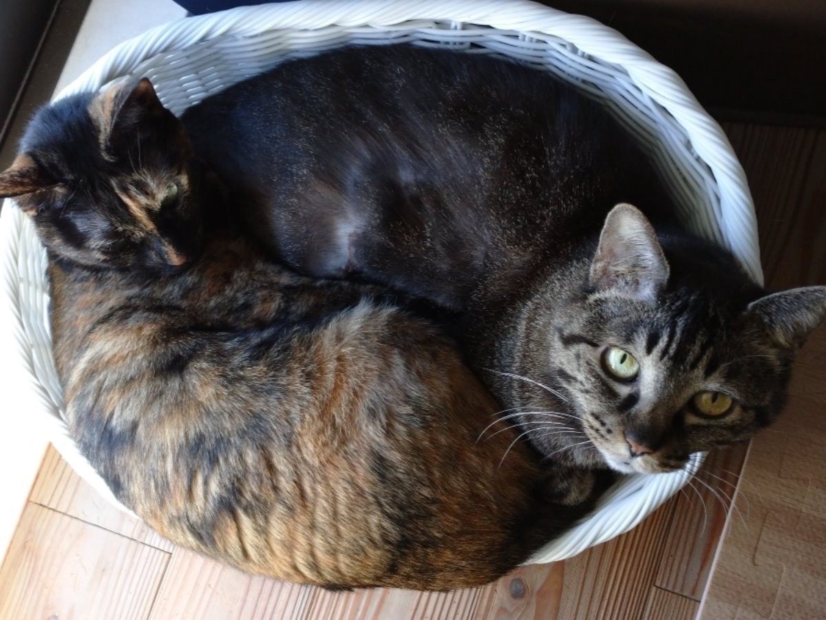 猫が苦手な子どもの行動トップ５ 仲良くしたいけど 怖くて 犬 猫との幸せな暮らしのためのペット情報サイト Sippo