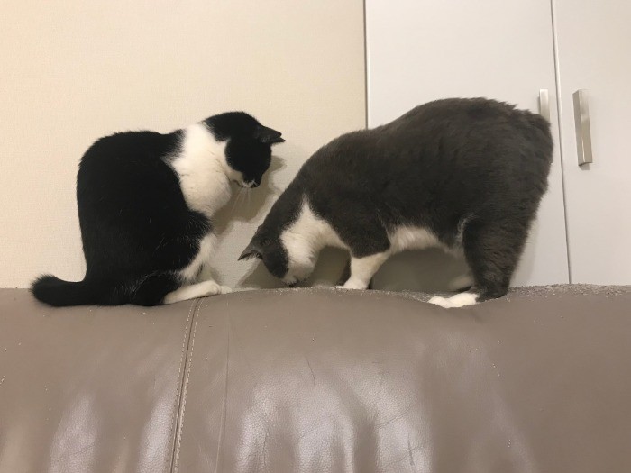 ソファーの背もたれは２匹に耕されました