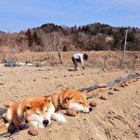 危機一髪…！？（画像提供：柴犬が作る幻の赤いキウイさん 、画像を一部トリミング）