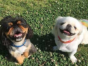 いつもいっしょ　笑顔になるペキニーズの「助さん＆格さん」