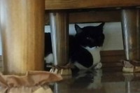 隠れて出てこない“ハンスト”中のすみれちゃん