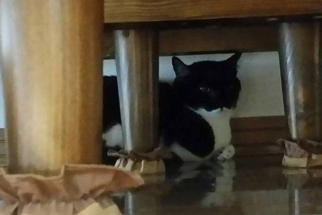 隠れて出てこない“ハンスト”中のすみれちゃん