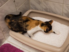 猫のトイレ失敗　身辺の変化や体調など、よく観察して対応を