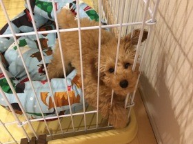 触ると絶叫、目が合わないトイプー　あこがれだった犬との生活は想像と違った　