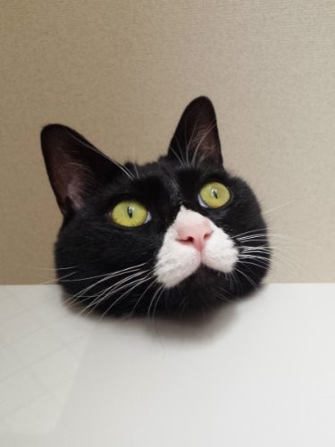 インスタで有名になった”顔だけ”写真「人形じゃないのよー」
