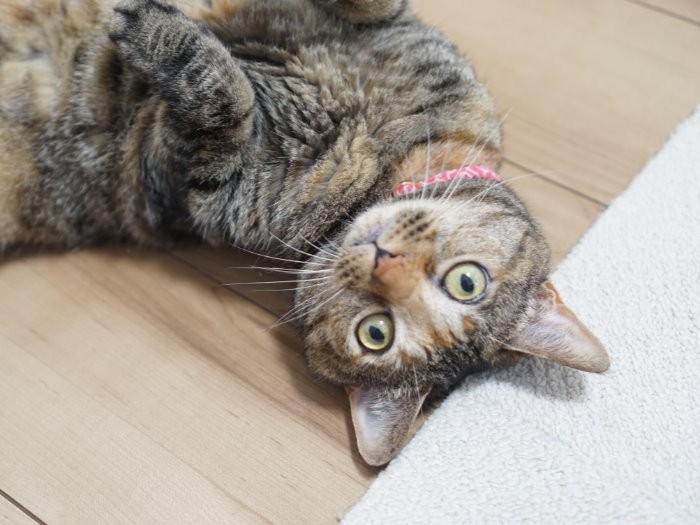 かわいく転がり中