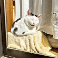 窓辺でニャルソックするしょうたくん（画像提供：きよダブシャインさん）