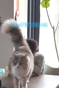 優しすぎるにゃーちゃん（飼い主さん提供、Instagramよりキャプチャ撮影）