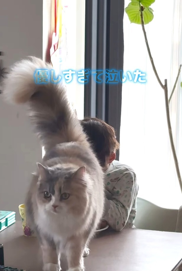 優しすぎるにゃーちゃん（飼い主さん提供、Instagramよりキャプチャ撮影）