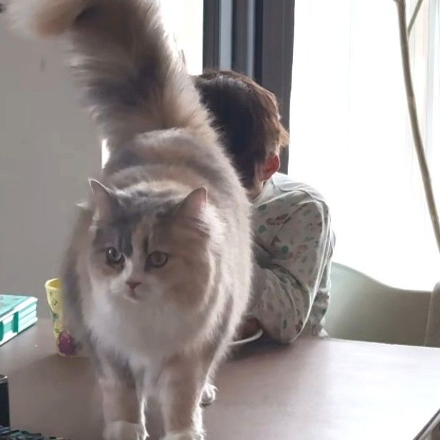 優しすぎるにゃーちゃん（飼い主さん提供、Instagramよりキャプチャ撮影）