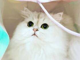 紙袋に入ると落ち着くんだにゃ　ペルシャチンチラシルバー「ミルク」