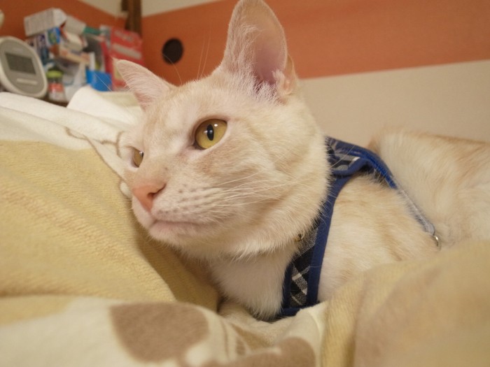 ピンクの鼻もチャームポイント