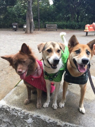 仲良しのくりぱ（左）、ねむ（右）と「３バカトリオっていわれるけどステキな仲間さ」（かずきさん提供）