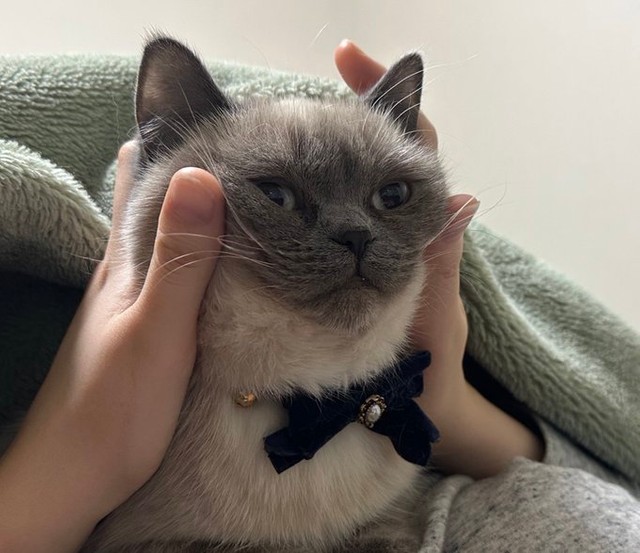 美顔マッサージ＝こまち&ゆきまるさん（@komachi_catlife）提供