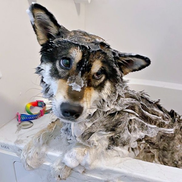 シャンプー中のもち吉くん（画像提供：黒柴もち吉さん）