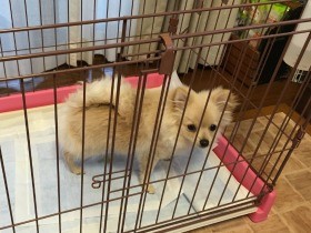 子犬がトイレを失敗した時　飼い主がしてはいけないこと