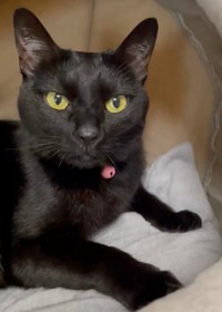 保護から6年、ツヤツヤの毛並みが美しい美ニャンになったYoちゃん（画像提供：黒猫Yoちゃん（3にゃん）さん）