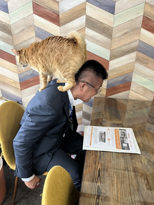 数日前の打ち合わせ中、茶トラ猫・サクレくんが甘えて営業部長の上に乗っかっていた！（「しまや出版 癒し課」提供）