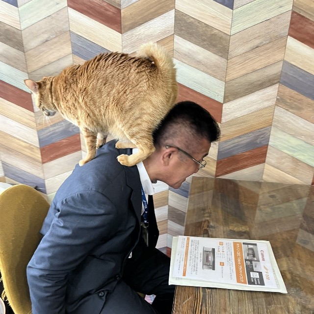 数日前の打ち合わせ中、茶トラ猫・サクレくんが甘えて営業部長の上に乗っかっていた！（「しまや出版 癒し課」提供）
