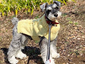 今日はおでかけ公園でひとやすみ　ミニシュナの「りんちゃん」