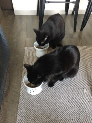 食べる時も一緒。「食事の中身は違うけど、同時にせーので食べる。なぜか相手のがおいしそうに見えるんだよにゃ～」（あいみさん提供）