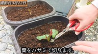 成長している方のドクダミの葉をハサミで切ります／「庭づくり大好きおじさん」さん（@diy48）提供