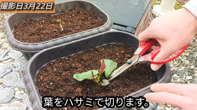成長している方のドクダミの葉をハサミで切ります／「庭づくり大好きおじさん」さん（@diy48）提供