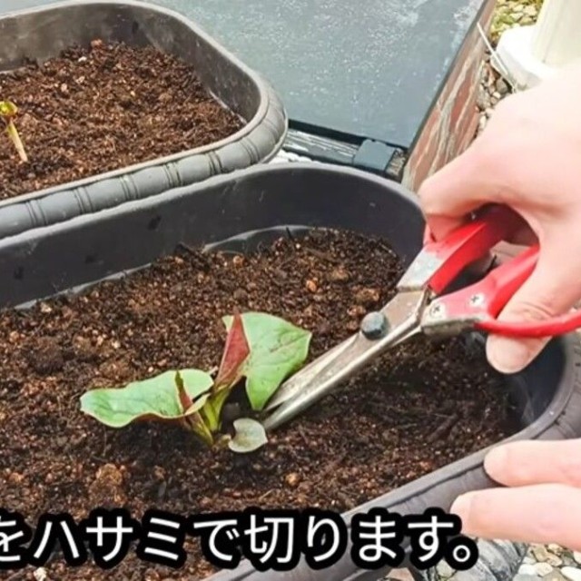 成長している方のドクダミの葉をハサミで切ります／「庭づくり大好きおじさん」さん（@diy48）提供