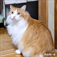 2018年保護から7年、立派な成猫になったかなたくん（画像提供：あきや～まさん）
