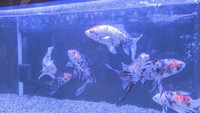 光で彩る金魚のアクアリウム