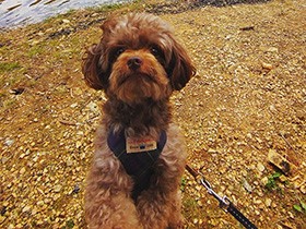 フリースが好きすぎて肌身離さないチワプー「マシュー」　ママは洗濯できず困惑