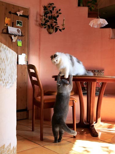 メルシーとの相性も良く？