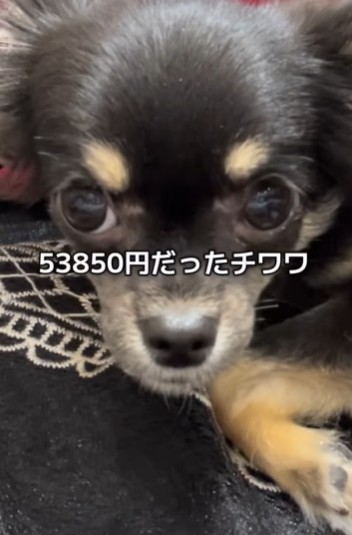 ペットショップのソファ下で小さく震えていたという生後6カ月のチワワ犬「ちまき」ちゃん（「わんグルメ旅｜ちまき」さん提供、Instagramよりキャプチャ撮影）