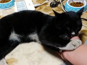 目印はハート、連れ去られた子猫無事発見　男に罰金命令